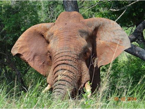 Red Elephant in Hluhluwe Umfolozi game reserve on our Day Safari Tour