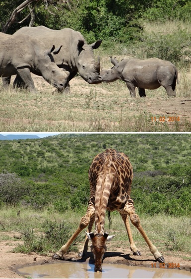 Rhino nose to nose as well as Giraffe male drinking in Umfolozi game reserve on our Durban 3 Day Safari Tour