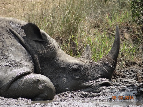 White Rhino resting in the mud on a hot sunny day in Hluhluwe umfolozi game reserve