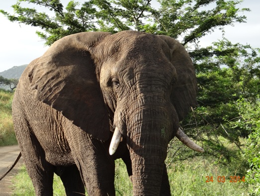 A Bull Elephant in Musth Trys his luck with us on our Durban 5 Day Safari Tour to Hluhluwe umfolozi game reserve