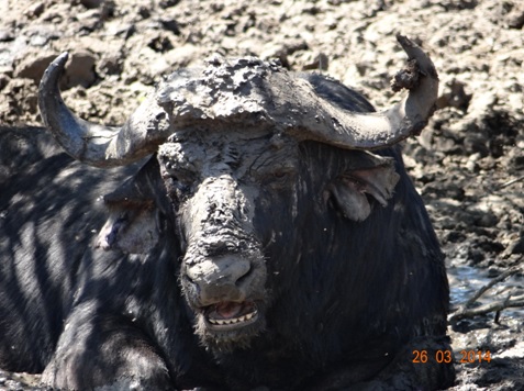 Buffalo Bull mud wallowing 30 meters from 2 Male Lions on our Durban 5 Day Safari Tour to Hluhluwe umfolozi game reserve