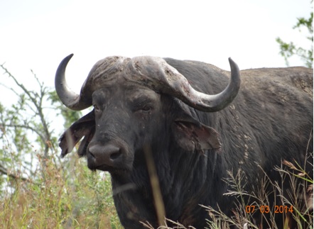 Buffalo Bull on our Durban Day Safari Tour to Hluhluwe Umfolozi game reserve 7 March 2014