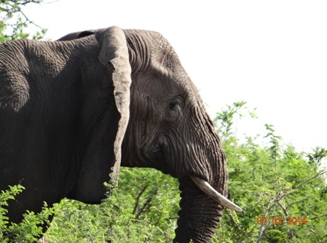 Elephant Bull on our Durban Day Safari Tour to Hluhluwe Umfolozi game reserve 7 March 2014