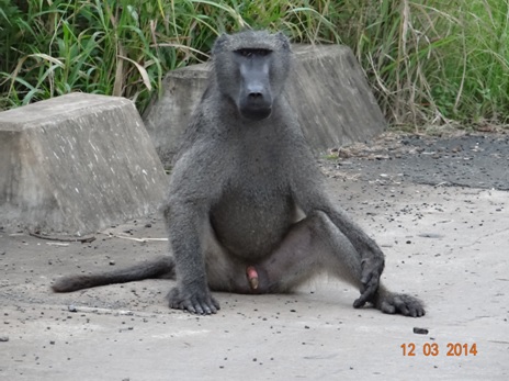 Male Baboon on our Durban 2 Day Safari Tour to Hluhluwe Umfolozi game reserve