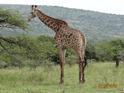 Male Giraffe on our Durban Day Safari Tour to Hluhluwe Umfolozi game reserve 7 March 2014