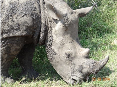 Muddy White Rhino on our Durban 2 Day Safari Tour to Hluhluwe Umfolozi Game reserve and St Lucia Isimangeliso Wetland Park