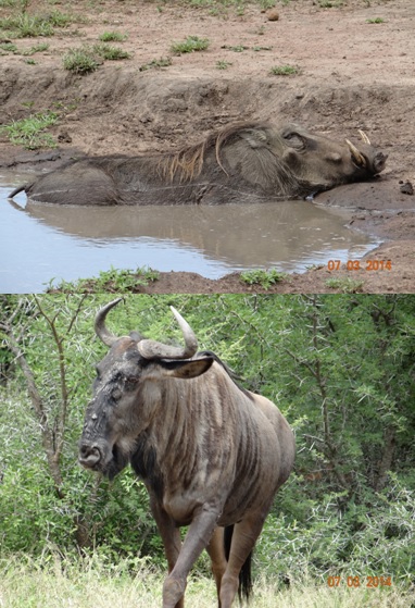 Warthog and Wildebeest on our Durban Day Safari Tour to Hluhluwe Umfolozi game reserve 7 March 2014