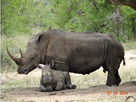 White Rhino Mother and Calf of our Durban Day Safari Tour to Hluhluwe umfolozi game reserve 7 March 2014