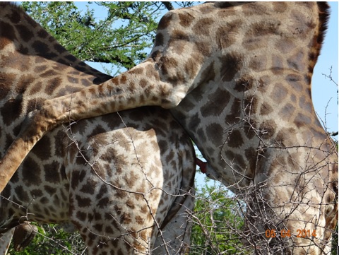 A male Giraffe tries his luck in a dominance Mating display with another bigger male giraffe on our Durban Big 5 Day Safari Tour to Hluhluwe Umfolozi game reserve