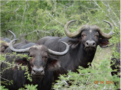 A small breeding herd of African Buffalo on our Durban Big 5 Day Safari Tour to Hluhluwe Umfolozi game reserve