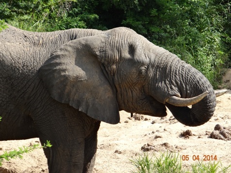 Big Bull Elephant drinks water on our Durban Big 5 Day Safari Tour to Hluhluwe Umfolozi game reserve
