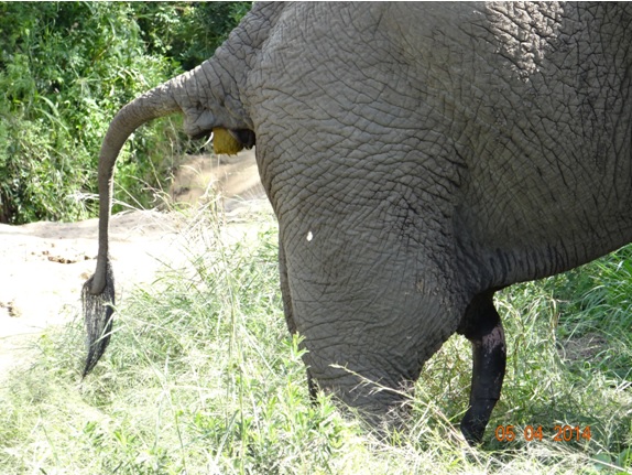 Big Bull Elephant shows us his 5th leg while he deforcates on our Durban Big 5 Day Safari Tour to Hluhluwe Umfolozi game reserve