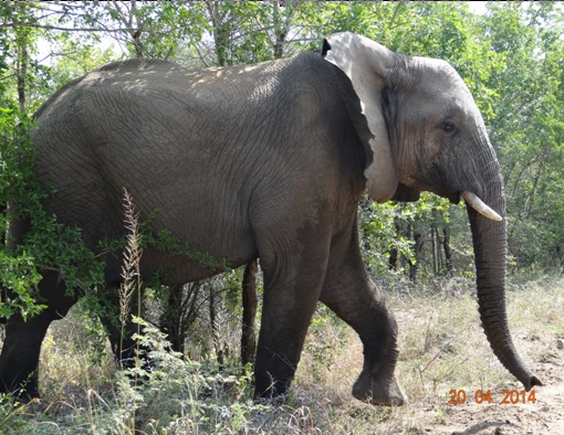 Elephant crosses the dirt road on our Easter 2014 Durban Day Safari Tour to Hluhluwe Umfolozi Game reserve