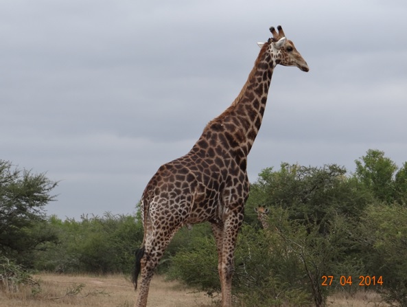 Giraffe Bull on our Durban 2 Day Safari Tour to Hluhluwe Umfolozi game reserve