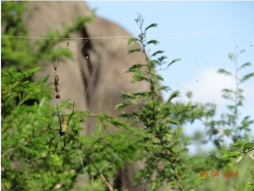 Golden Orb Spider takes the focus away from an Elephant behind her on our Durban Big 5 Day Safari Tour to Hluhluwe Umfolozi game reserve