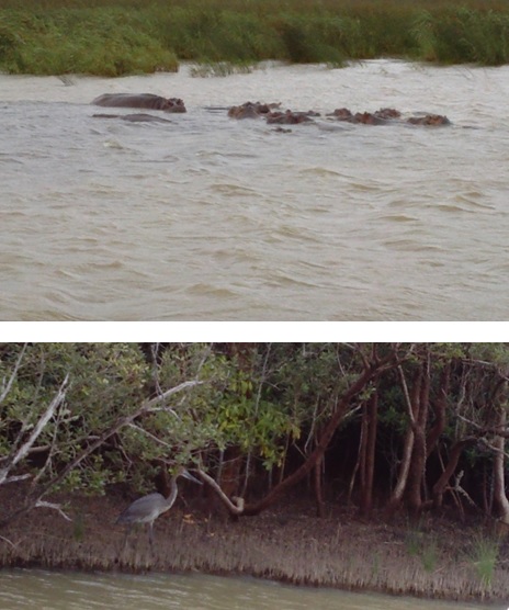 Hippos and Goliath Heron at St Lucia Isimangeliso Wetland Park on our Durban 2 Day Safari Tour