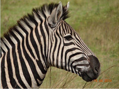 Plains Zebra in Tala private game reserve on our Durban Day Safari Tour