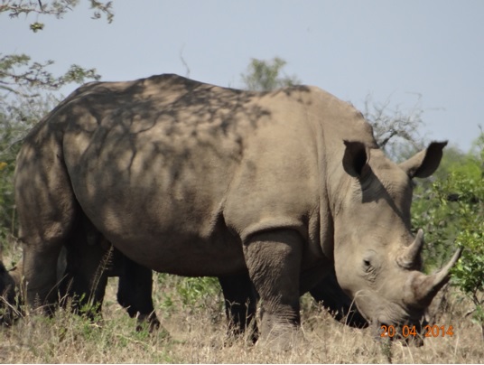 White Rhino on our Easter 2014 Durban Day Safari Tour to Hluhluwe Umfolozi Game reserve