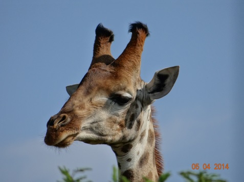 Young Male Giraffe on our Durban Big 5 Day Safari Tour to Hluhluwe Umfolozi game reserve