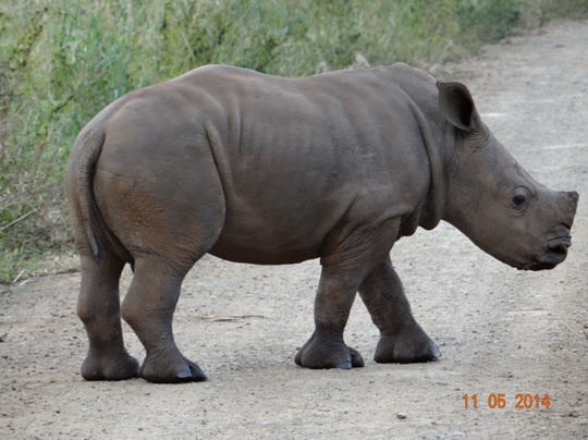 6 month old White Rhino Calf on our 4 day Durban Safari Tour to Hluhluwe Umfolozi game reserve