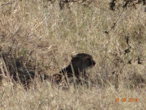 Cheetah rests very close to a big Lioness on our 4 Day Big 5 Durban Safari Tour to Hluhluwe Umfolozi game reserve