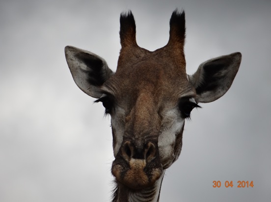Giraffe poses on our 4 Day Big 5 Durban Safari Tour to Hluhluwe Umfolozi game reserve
