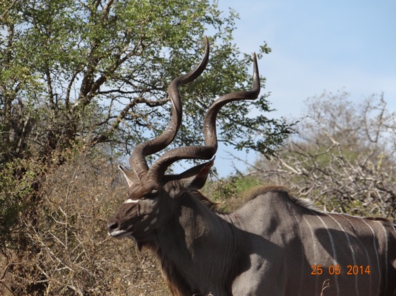 Large male Kudu on our 5 Day Hluhluwe Umfolozi Big 5 Safari Tour including St Lucia and Durban