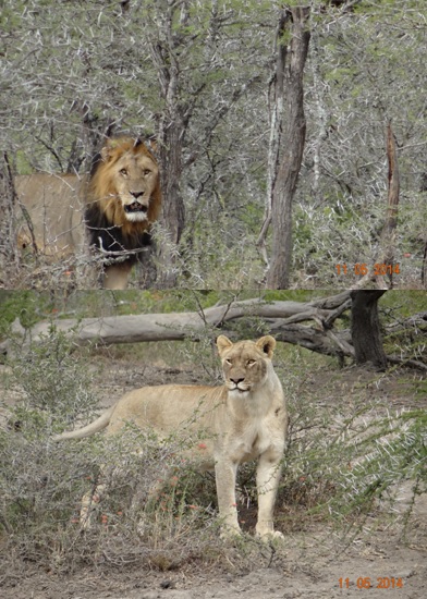 Lioness and Lion at Bhejane Hide on our 4 day Durban Safari Tour to Hluhluwe Umfolozi game reserve