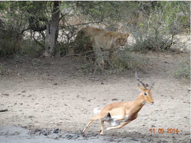 Lioness nearly catches an Impala at Bhejane Hide on our 4 day Durban Safari Tour to Hluhluwe Umfolozi game reserve