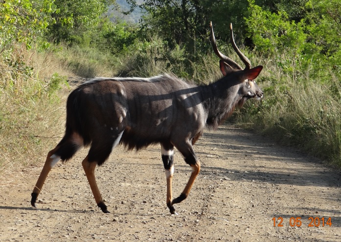Male Nyala walking across the road on our 4 day Durban Safari Tour to Hluhluwe Umfolozi game reserve