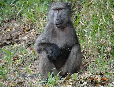 This Baboon looked like he wanted to hit me on our 4 day Durban Safari Tour to Hluhluwe Umfolozi game reserve