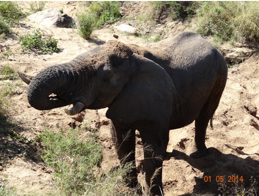Top view of an Elephant bull drinking from a dry river bed on our 4 Day Big 5 Durban Safari Tour to Hluhluwe Umfolozi game reserve