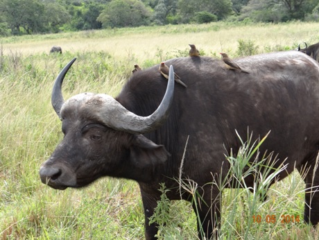 Young strong Buffalo bull covered in Red Billed Oxpeckers on our 4 day Durban Safari Tour to Hluhluwe Umfolozi game reserve