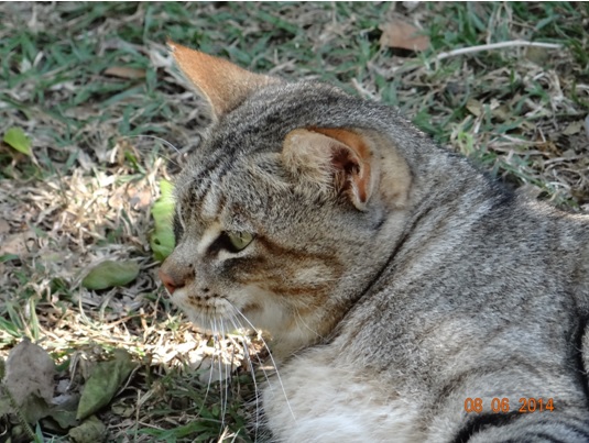 African Wild Cat on our Hluhluwe Umfolozi Big 5 and 3 Day Safari Tour from Durban