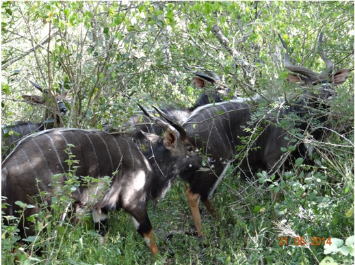 Bachelor herd of Nyala on our Hluhluwe Umfolozi Day Safari Tour from Durban 31 May 2014