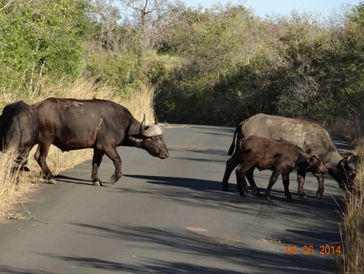 Buffalo after lunch on our Hluhluwe Umfolozi Big 5 and 3 Day Safari Tour from Durban