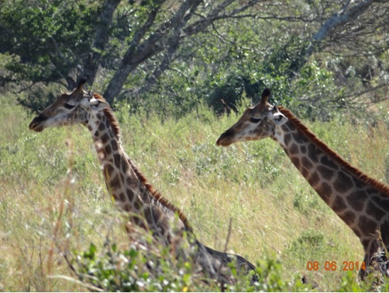 Giraffe as we came in gate on our Hluhluwe Umfolozi Big 5 and 3 Day Safari Tour from Durban