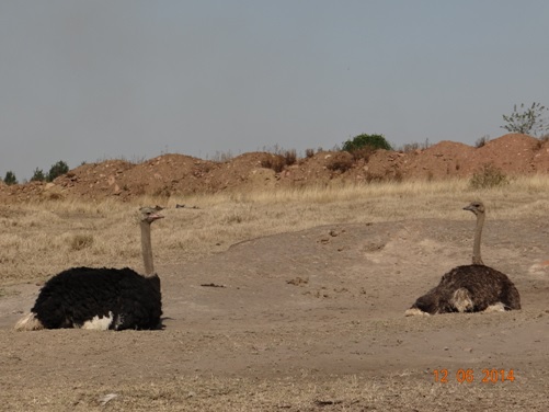 Ostrich male and female on our Durban Day Safari Tour to Tala and Phezulu in the Valley of 1000 Hills 12th June 2014
