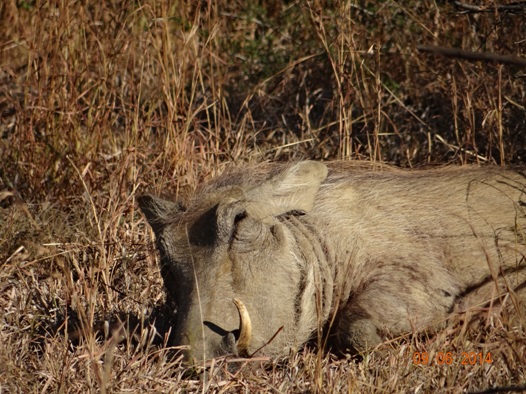 Warthog rests on our Hluhluwe Umfolozi Big 5 and 3 Day Safari Tour from Durban