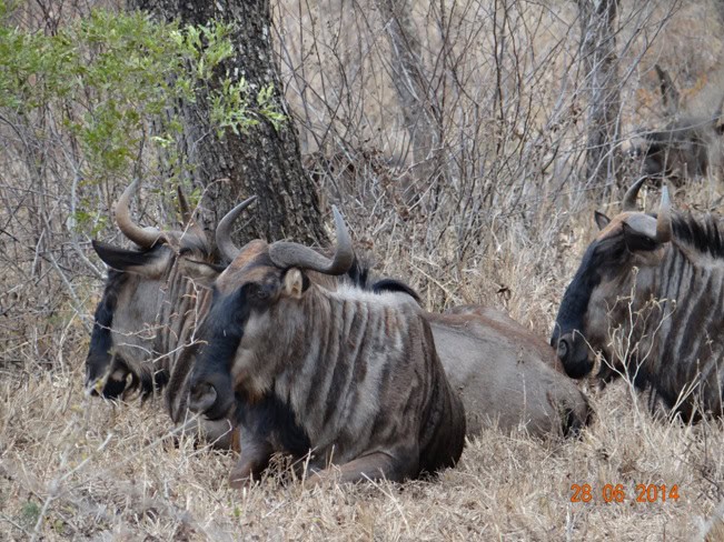 Wildebeest rest on our Durban Big 5 Private Day Safari Tour to Hluhluwe Umfolozi Big 5 Game reserve 28th June 2014