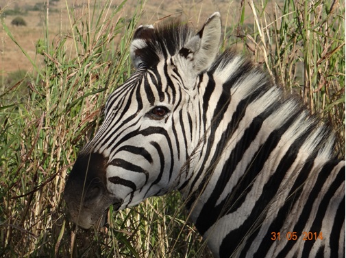 Zebra looks at us on our Hluhluwe Umfolozi Day Safari Tour from Durban 31 May 2014