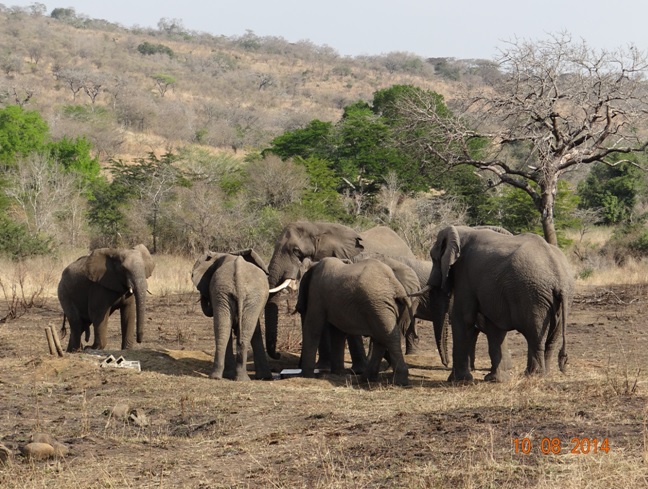 6 Bull Elephants congregate at a water point during our Durban Day Safari