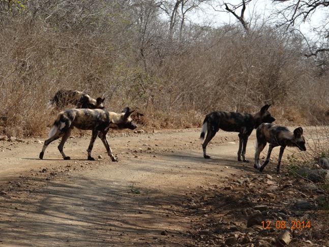 African Wild Dogs cross the road in front of our Safari vehicle on our Durban Safari