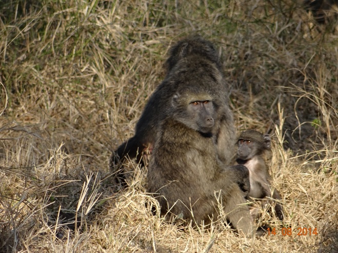 Baboons on the second day of our Big 5 Safari Tour in Hluhluwe game reserve
