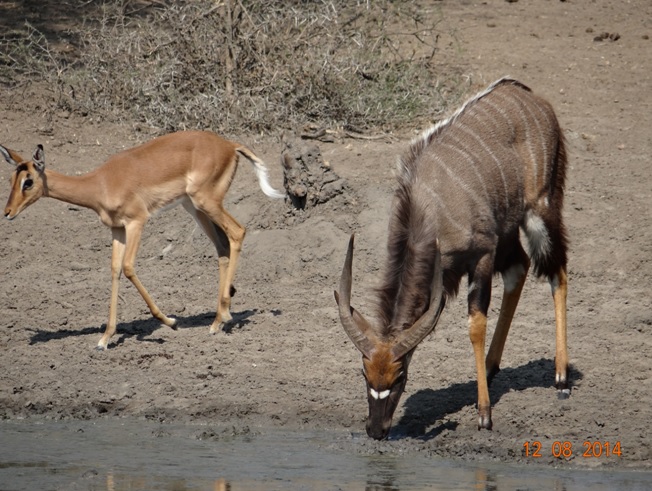 Bhejane hide is where we spotted this Nyala and Impala together on our Durban Day Safari