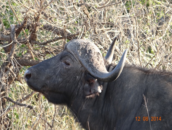 Buffalo bull on our Durban day Safari to Hluhluwe Imfolozi game reserve