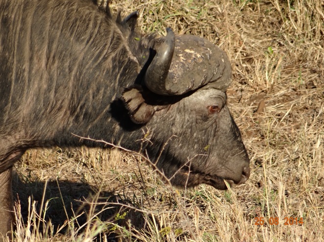 Buffalo bull seen in Hluhluwe Imfolozi game reserve on our 3 Day Big 5 Safari from Durban