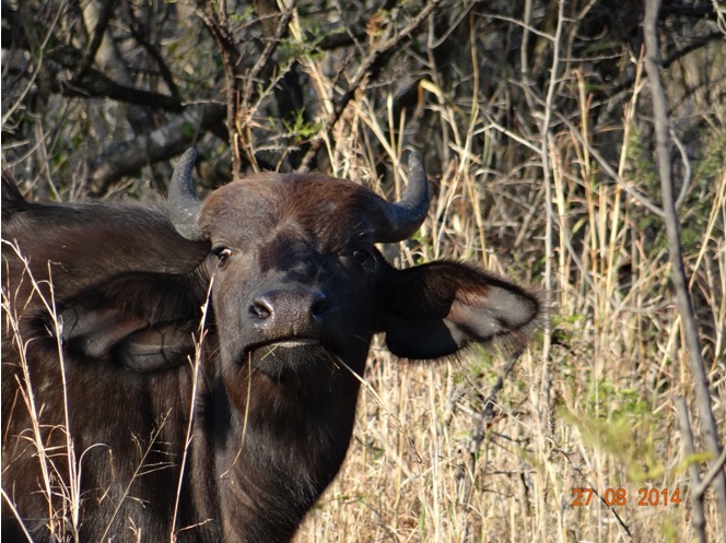 Buffalo cow stares at us on our 3rd day of Safari in Hluhluwe Imfolozi game reserve