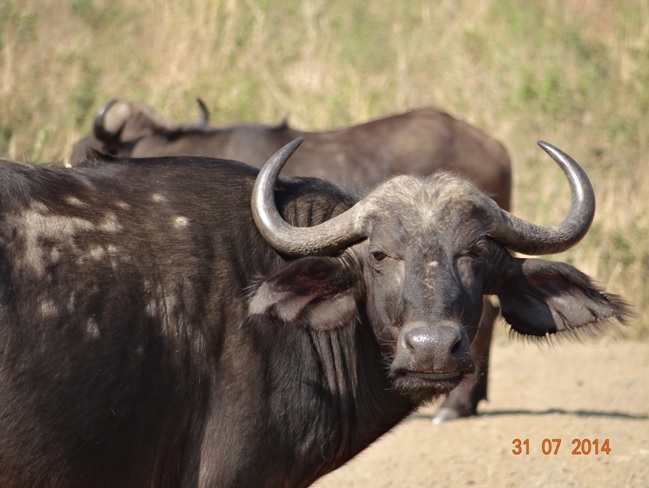 Buffalo cow stares us down in Hluhluwe on our Safari Trip from Durban