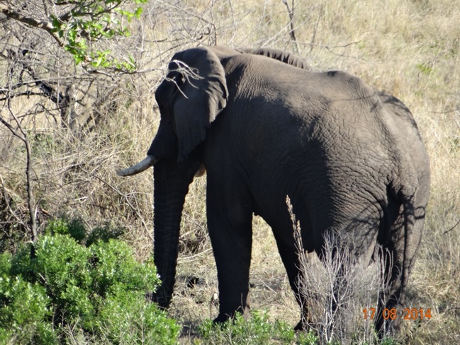 Bull Elephant seen on our Durban Big 5 Safari Tour in Hluhluwe Imfolozi game reserve
